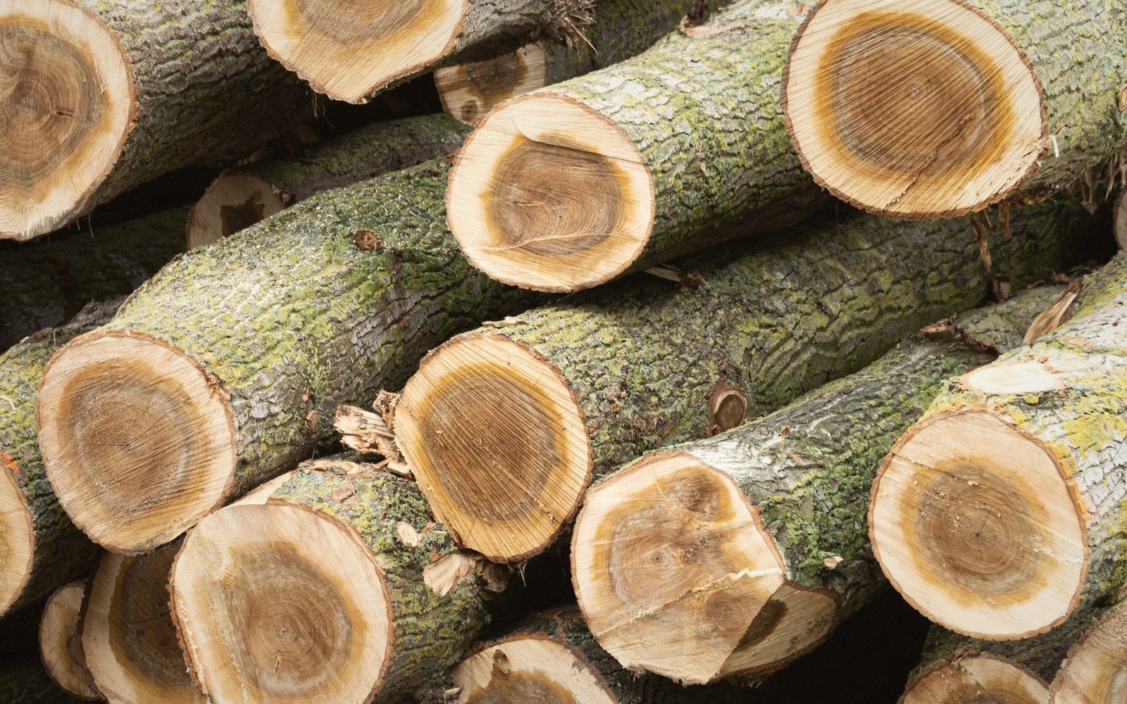 Stacked logs with lichen-covered bark reveal cut ends showing visible growth rings